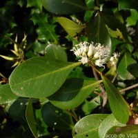 Aegiceras corniculatum (L.) Blanco